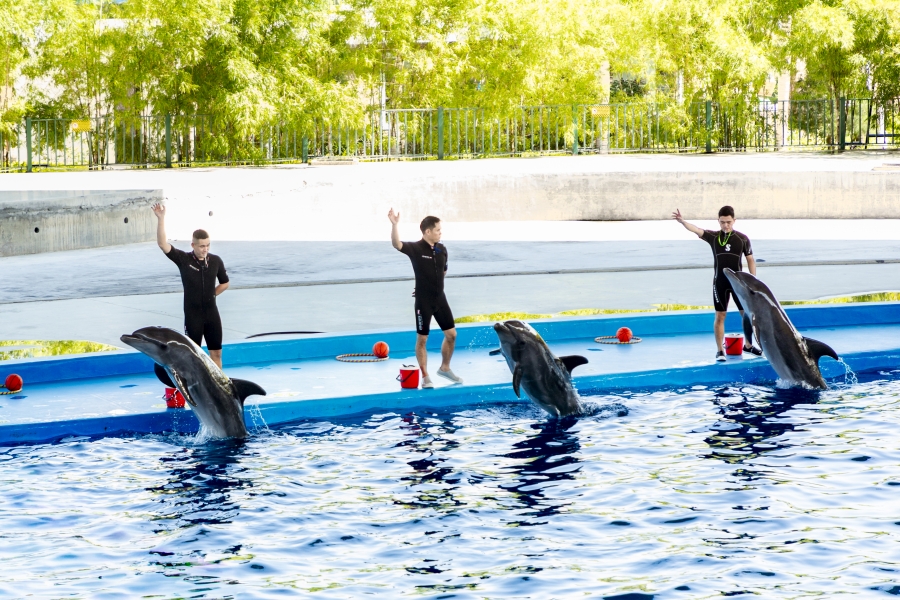 VÉ SHOW DIỄN CÁ HEO CỔ CÒ - DOLPHINARIUM ĐÀ NẴNG